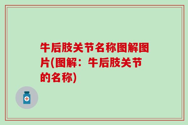 牛后肢关节名称图解图片(图解:牛后肢关节的名称) 牛后肢关节名称图解图片(图解:牛后肢关节的名称)