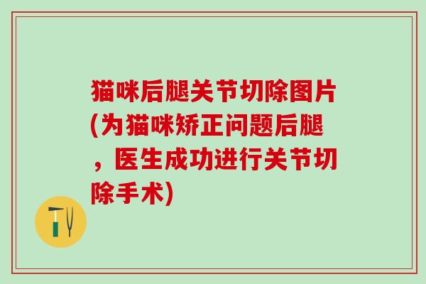 猫咪后腿关节切除图片(为猫咪矫正问题后腿，医生成功进行关节切除手术)