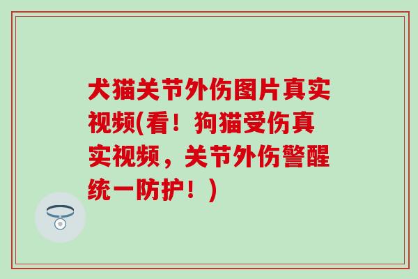 犬猫关节外伤图片真实视频(看！狗猫受伤真实视频，关节外伤警醒统一防护！)