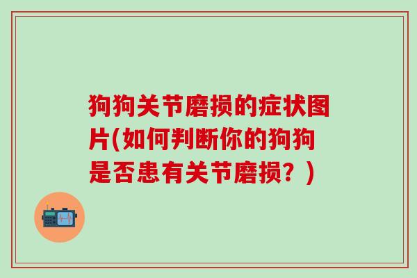 狗狗关节磨损的症状图片(如何判断你的狗狗是否患有关节磨损?) 狗狗关节磨损的症状图片(如何判断你的狗狗是否患有关节磨损?)