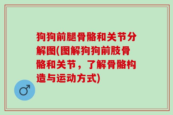 狗狗前腿骨骼和关节分解图(图解狗狗前肢骨骼和关节，了解骨骼构造与运动方式)