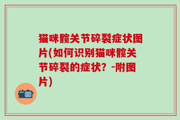 猫咪髋关节碎裂症状图片(如何识别猫咪髋关节碎裂的症状？-附图片)