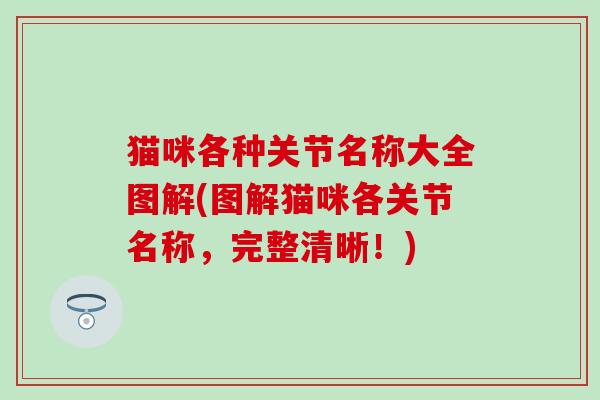 猫咪各种关节名称大全图解(图解猫咪各关节名称，完整清晰！)