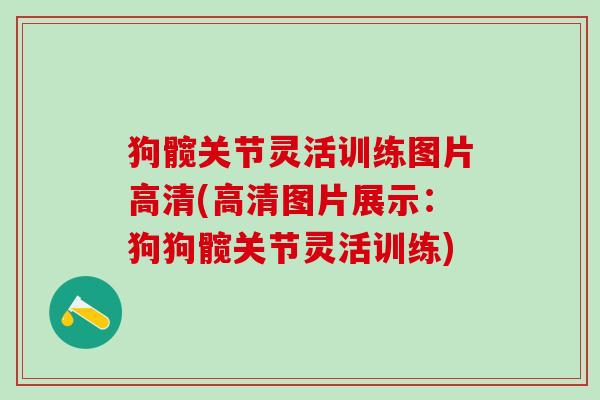 狗髋关节灵活训练图片高清(高清图片展示：狗狗髋关节灵活训练)