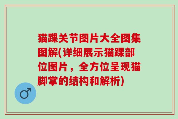 猫踝关节图片大全图集图解(详细展示猫踝部位图片，全方位呈现猫脚掌的结构和解析)