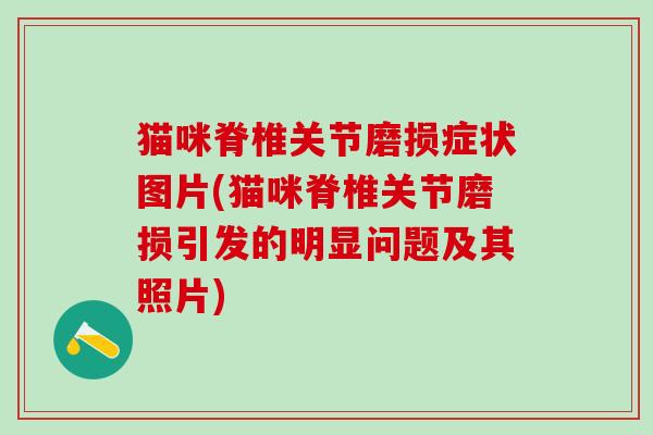猫咪脊椎关节磨损症状图片(猫咪脊椎关节磨损引发的明显问题及其照片)