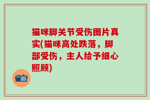 猫咪脚关节受伤图片真实(猫咪高处跌落，脚部受伤，主人给予细心照顾)
