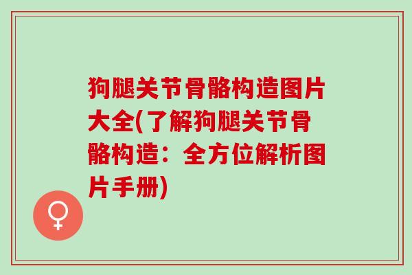 狗腿关节骨骼构造图片大全(了解狗腿关节骨骼构造：全方位解析图片手册)