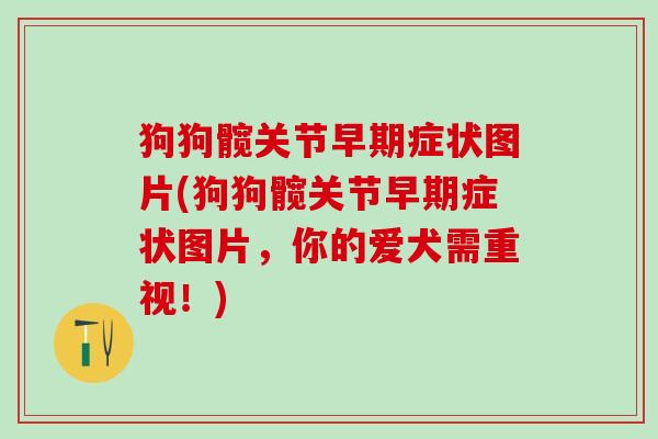 狗狗髋关节早期症状图片(狗狗髋关节早期症状图片,你的爱犬需重视!) 狗狗髋关节早期症状图片(狗狗髋关节早期症状图片,你的爱犬需重视!)