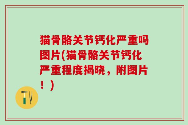 猫骨骼关节钙化严重吗图片(猫骨骼关节钙化严重程度揭晓，附图片！)