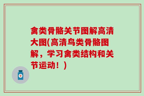 禽类骨骼关节图解高清大图(高清鸟类骨骼图解，学习禽类结构和关节运动！)