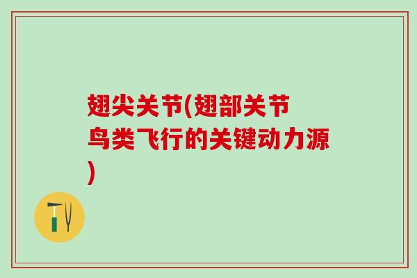 翅尖关节(翅部关节 鸟类飞行的关键动力源)