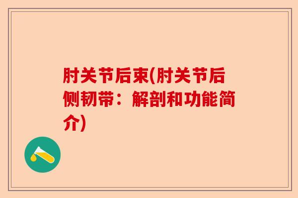 肘关节后束(肘关节后侧韧带：解剖和功能简介)