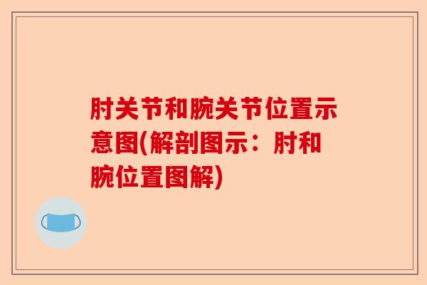 肘关节和腕关节位置示意图(解剖图示：肘和腕位置图解)