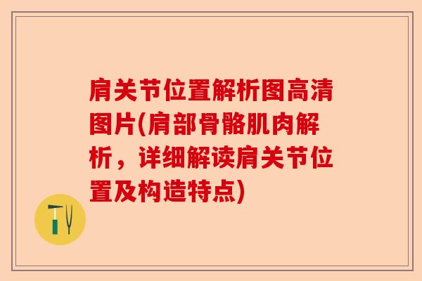 肩关节位置解析图高清图片(肩部骨骼肌肉解析，详细解读肩关节位置及构造特点)