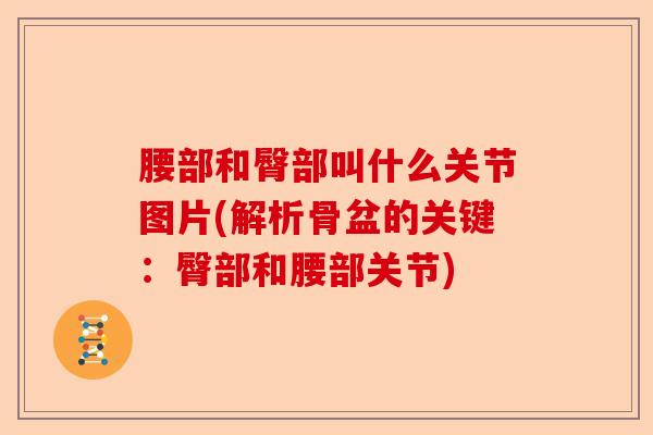 腰部和臀部叫什么关节图片(解析骨盆的关键：臀部和腰部关节)