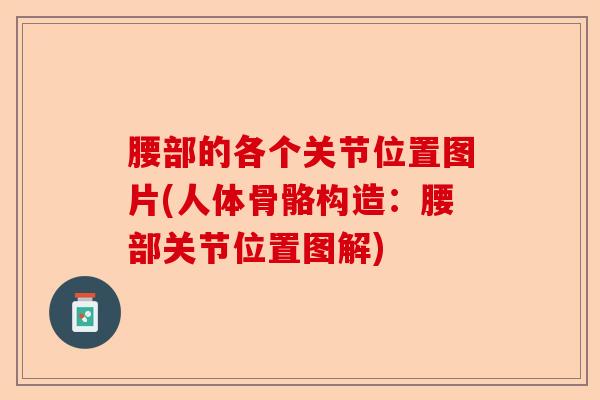 腰部的各个关节位置图片(人体骨骼构造:腰部关节位置图解) 腰部的各个关节位置图片(人体骨骼构造:腰部关节位置图解)