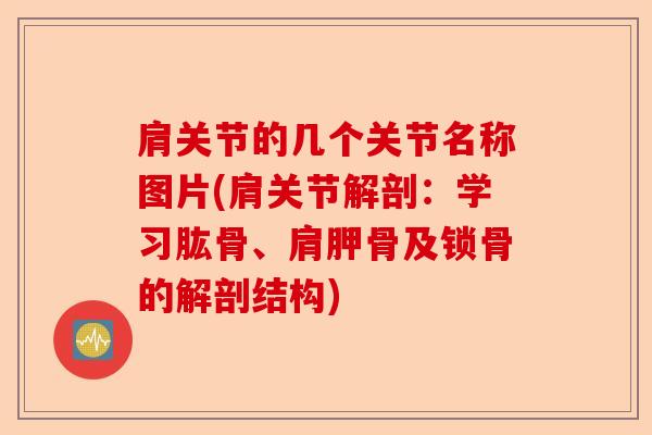 肩关节的几个关节名称图片(肩关节解剖：学习肱骨、肩胛骨及锁骨的解剖结构)