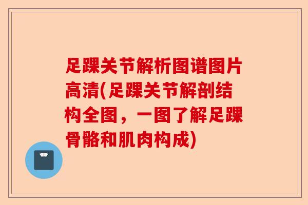 足踝关节解析图谱图片高清(足踝关节解剖结构全图，一图了解足踝骨骼和肌肉构成)