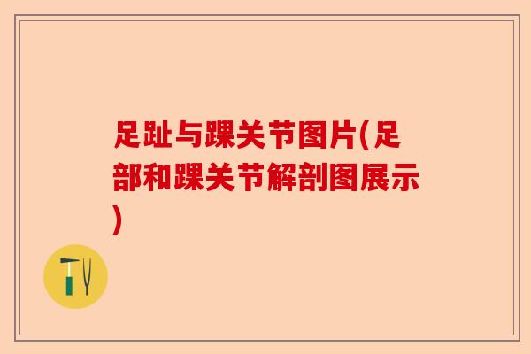 足趾与踝关节图片(足部和踝关节解剖图展示) 足趾与踝关节图片(足部和踝关节解剖图展示)