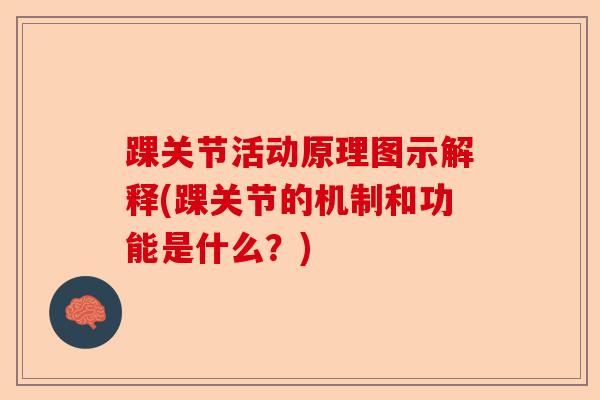 踝关节活动原理图示解释(踝关节的机制和功能是什么？)