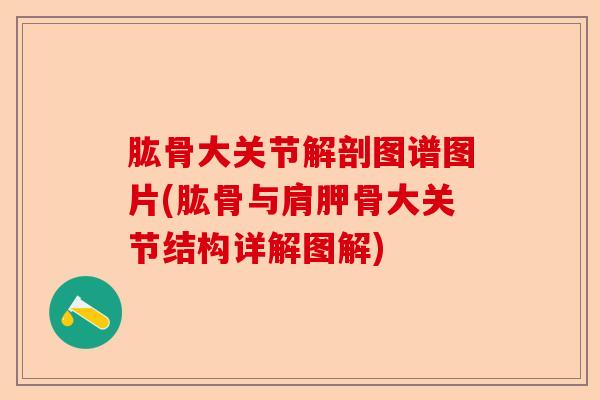 肱骨大关节解剖图谱图片(肱骨与肩胛骨大关节结构详解图解) 肱骨大关节解剖图谱图片(肱骨与肩胛骨大关节结构详解图解)