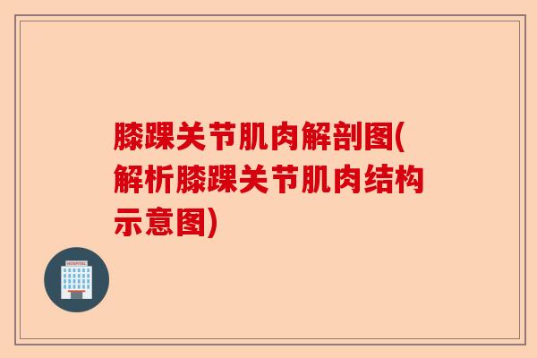 膝踝关节肌肉解剖图(解析膝踝关节肌肉结构示意图) 膝踝关节肌肉解剖图(解析膝踝关节肌肉结构示意图)
